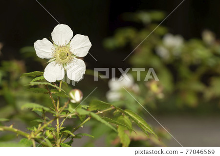 Rose strawberry flower Rose strawberry flower 77046569