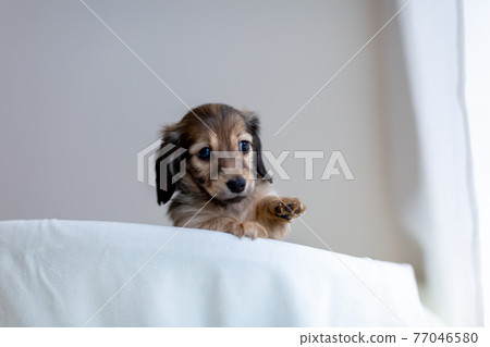 Puppy Kaninhen Dachshund 77046580