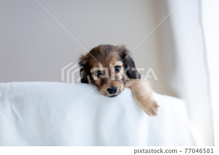 小狗 Kaninhen 臘腸 77046581