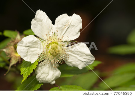 Rose strawberry flower Rose strawberry flower 77046590