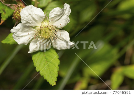 玫瑰草莓花 玫瑰草莓花 77046591