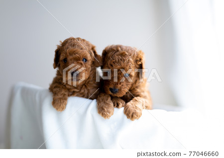 Puppy toy poodle Puppy toy poodle 77046660