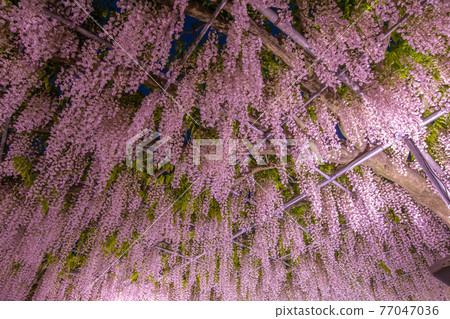 櫪木縣足利花卉公園燈火通明 77047036