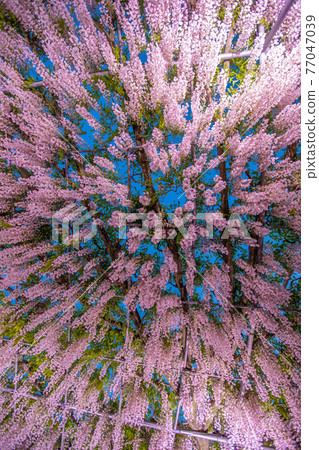 Tochigi Prefecture Ashikaga Flower Park Illuminated 77047039