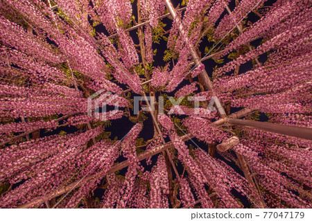 Tochigi Prefecture Ashikaga Flower Park Illuminated Tochigi Prefecture Ashikaga Flower Park Illuminated 77047179