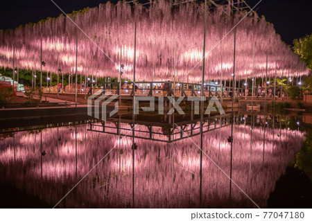 Tochigi Prefecture Ashikaga Flower Park Illuminated Tochigi Prefecture Ashikaga Flower Park Illuminated 77047180