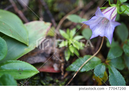 Tripterospermum lilac flower 77047200