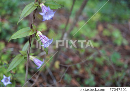 Tripterospermum lilac flower Tripterospermum lilac flower 77047201