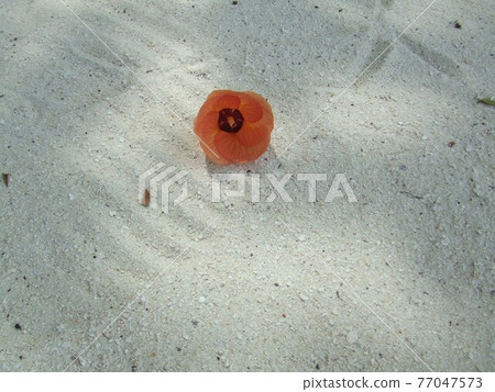 Flowers on the beach Flowers on the beach 77047573