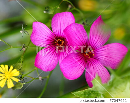 兩輪紅色的Benikatabami花(在Yanagi蒲公英之間出來的巴西Oxalis) 兩輪紅色的Benikatabami花(在Yanagi蒲公英之間出來的巴西Oxalis) 77047631