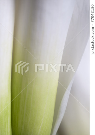 Calla lily flower close up shot 77048180