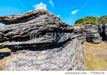 Nanatsugama Limestone Cave's strange rock fossil forest [Saikai City, Nagasaki Prefecture] 77048239