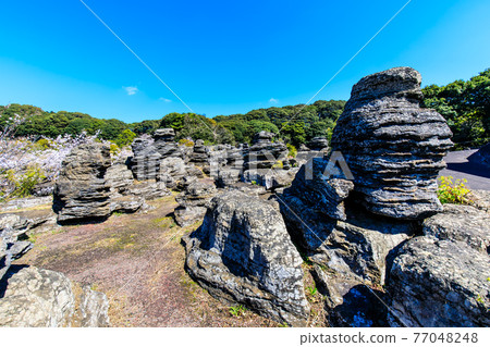 Nanatsugama Limestone Cave's strange rock fossil forest [Saikai City, Nagasaki Prefecture] 77048248