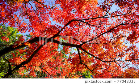 Pattern of autumn leaves that colors autumn 77048333