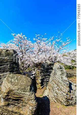 七塚石灰岩洞奇石化石林與櫻花[長崎縣西海市] 77048385