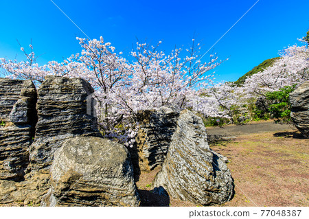 七塚石灰岩洞奇石化石林與櫻花[長崎縣西海市] 77048387