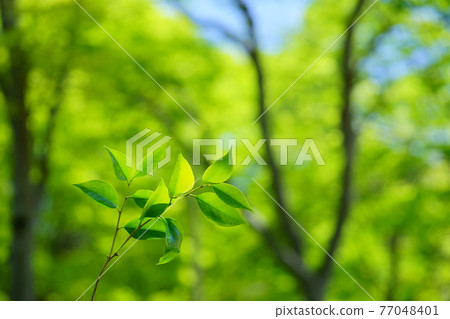 鮮綠中嫩葉的生命力 23 77048401