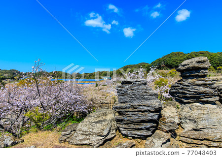 七塚石灰岩洞奇石化石林與櫻花[長崎縣西海市] 77048403