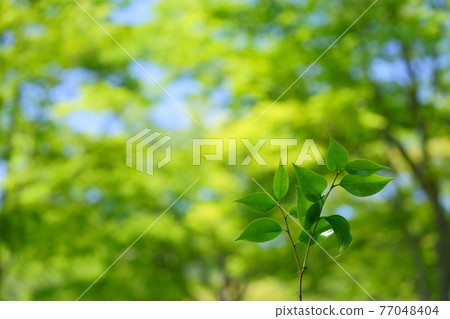 鮮綠中的嫩葉活力 24 77048404