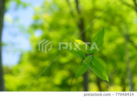 櫸樹 7 鮮綠背景下的櫸樹幼葉 櫸樹 7 鮮綠背景下的櫸樹幼葉 77048414