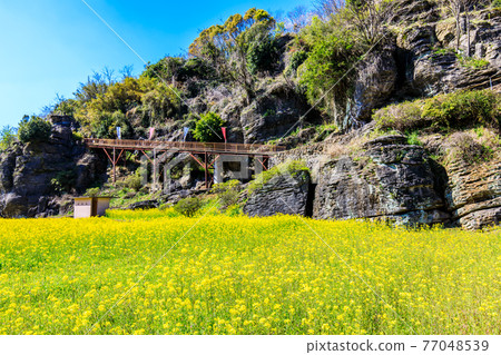 Nanatsugama Limestone Cave's strange rock Satoyama Flower Festival Rape blossoms [Saikai City, Nagasaki Prefecture] 77048539