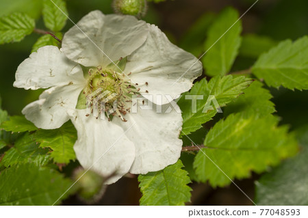 Rose strawberry flower Rose strawberry flower 77048593