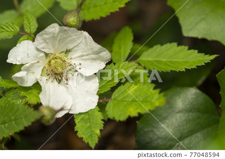 玫瑰草莓花 玫瑰草莓花 77048594
