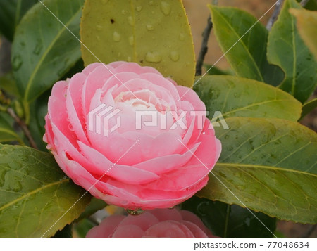 Maiden camellia flowers wet in the rain Maiden camellia flowers wet in the rain 77048634