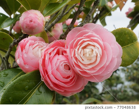 Maiden camellia flowers wet in the rain Maiden camellia flowers wet in the rain 77048638