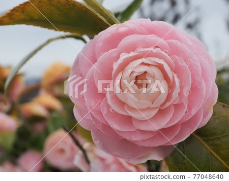 Maiden camellia flowers wet in the rain 77048640