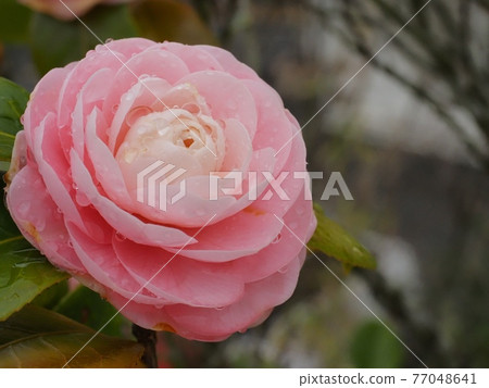 Maiden camellia flowers wet in the rain Maiden camellia flowers wet in the rain 77048641