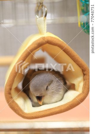 小作R子 小作R子 77048751