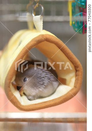 Kozaku Rinko 77048800