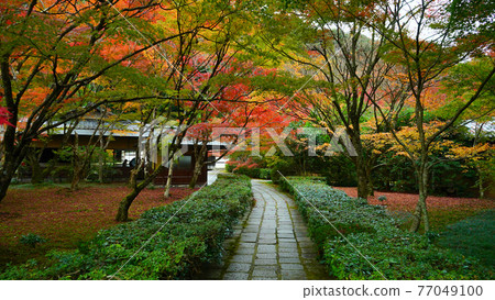 Pattern of autumn leaves that colors autumn 77049100