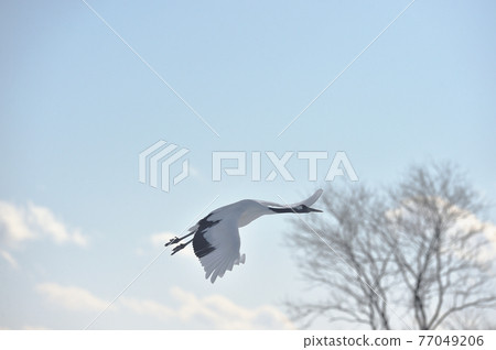 Cranes flying in blue sky (Hokkaido) 77049206