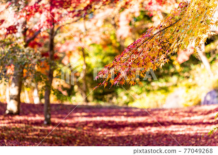 大阪枚方市紅葉谷山田池公園秋葉 77049268