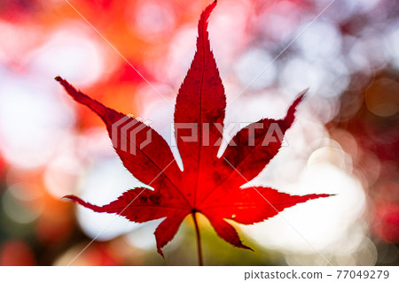 Autumn maple autumn leaves up maple main 77049279