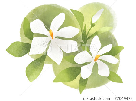 梔子花郵票樣式 77049472