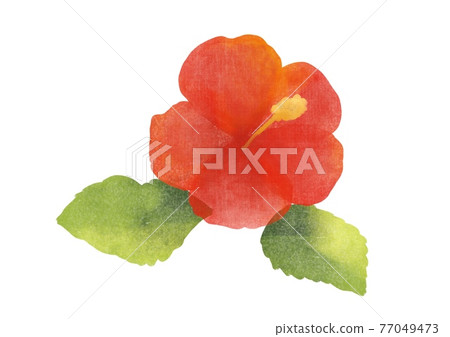 芙蓉花郵票樣式 77049473