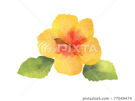 芙蓉花郵票樣式 77049474