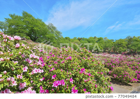 50,000 azaleas 77049484