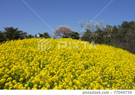 White plum trees on the yellow hills of rape blossoms, spring landscape 77049739