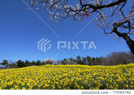 Yellow daffodils on the slopes with carpets and plum blossoms as accents Yellow daffodils on the slopes with carpets and plum blossoms as accents 77049740