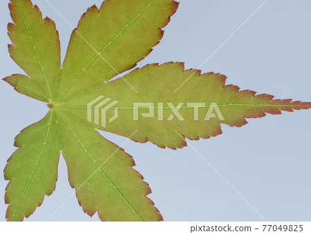 楓樹的嫩葉和葉脈（秋葉） 77049825