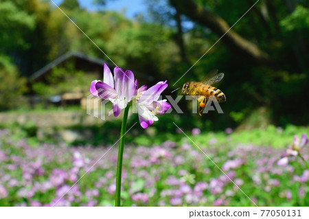 Astragalus and honey bees Astragalus and honey bees 77050131