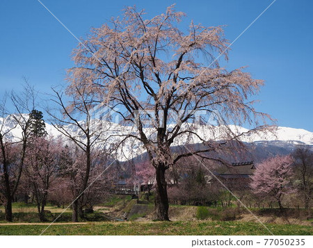 櫻花在Oide公園 櫻花在Oide公園 77050235