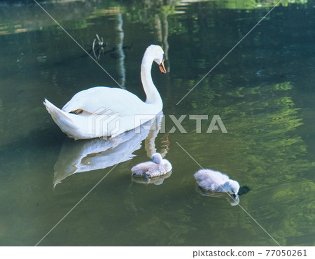奧地利多瑙河天鵝親子 77050261