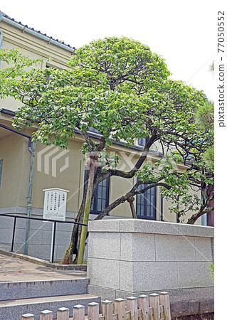 泉岳寺（高輪） 77050552