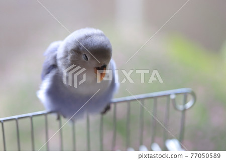 Kozaku Rinko 77050589