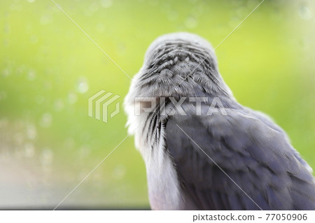 Kozaku Rinko 77050906